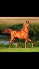 88) 100-70 см